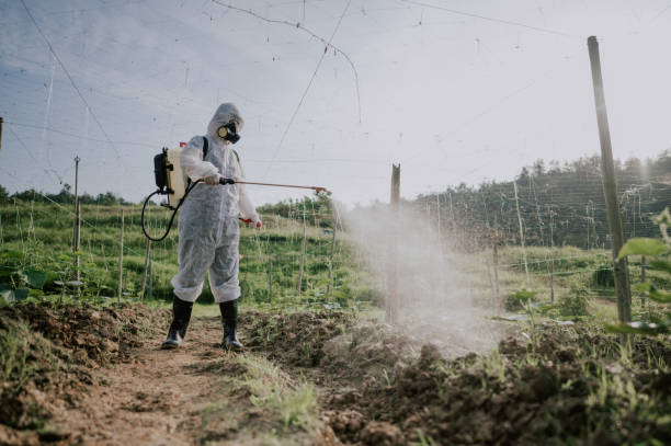 Best Pest Removal Services  in Mvell, AR