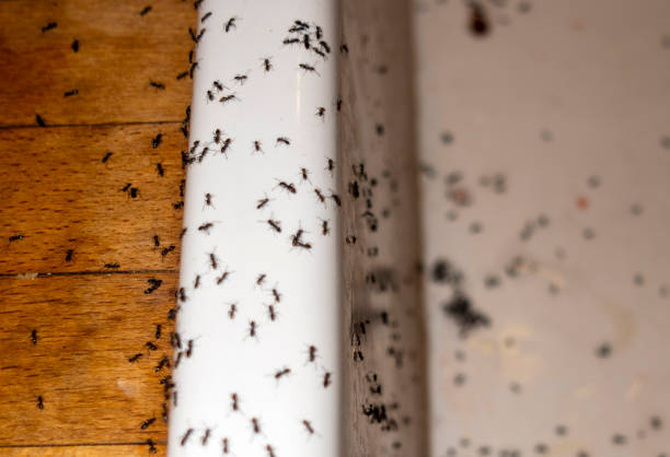 Best Mosquito Control Services  in Mvell, AR