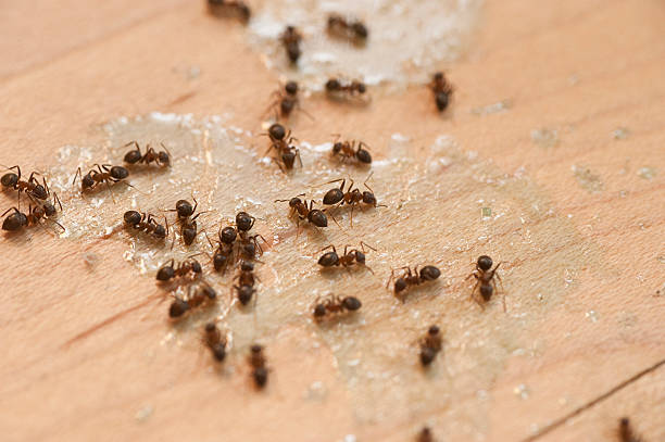 Marvell, AR Pest Control Company
