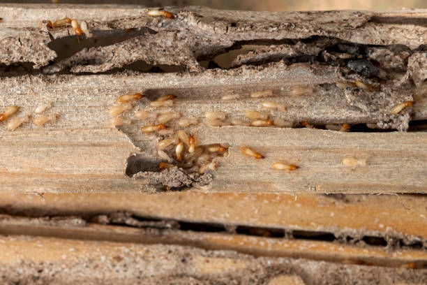 Best Pest Prevention Services  in Mvell, AR