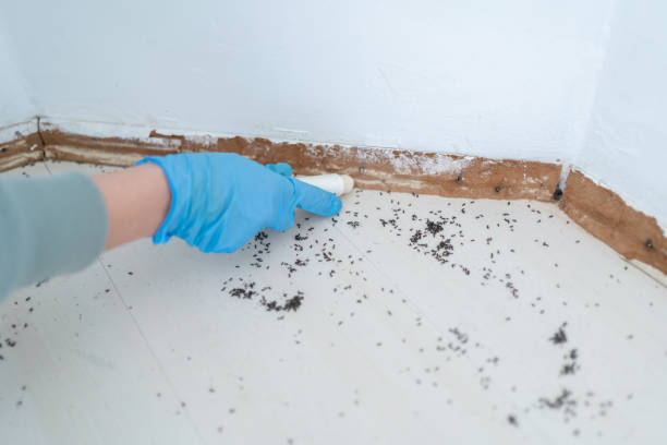 Wasp Removal Services in Marvell, AR